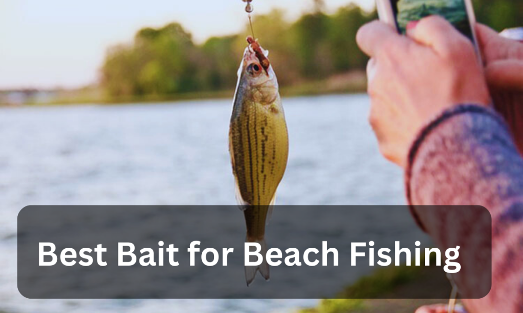 Best Bait for Beach Fishing