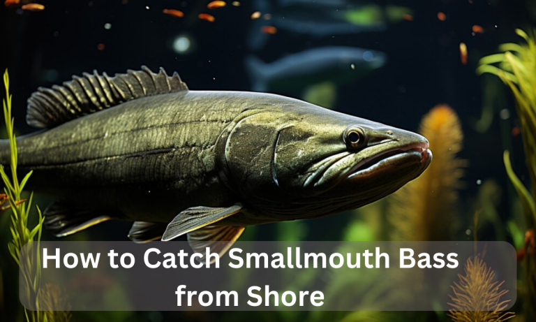 How to Catch Smallmouth Bass from Shore