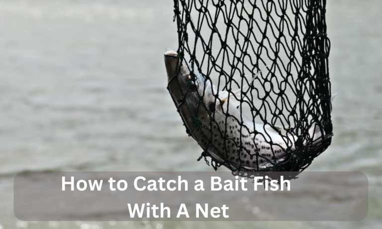 How to Catch a Bait Fish With A Net