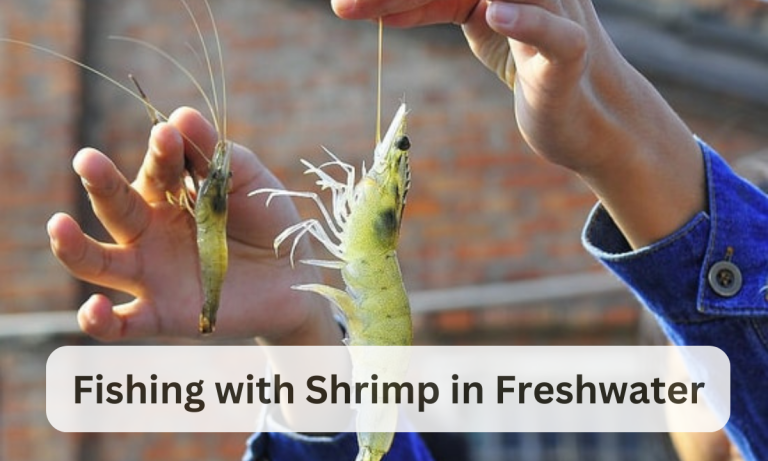 Fishing with Shrimp in Freshwater