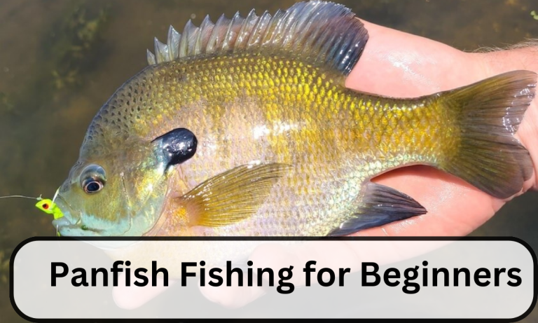 Panfish Fishing for Beginners