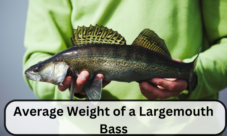 Average Weight of a Largemouth Bass