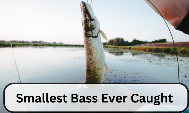 Smallest Bass Ever Caught